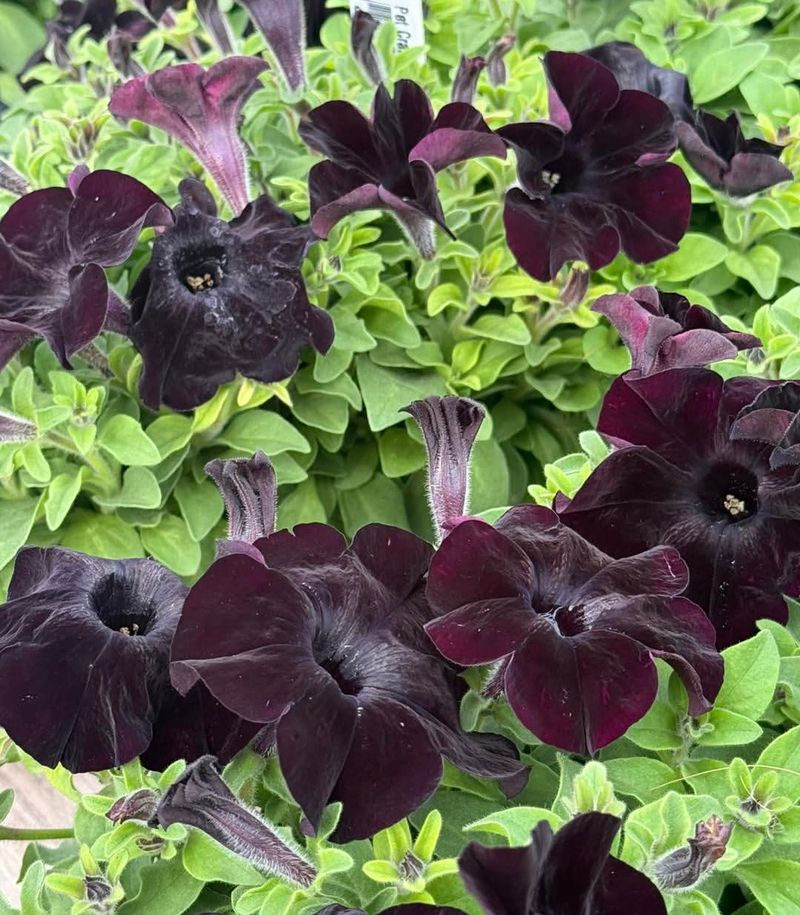 Petunia (Petunia x hybrida)