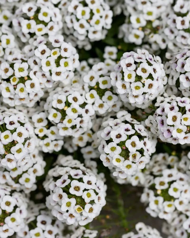 Sweet Alyssum (Lobularia maritima)