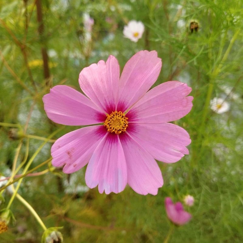 Cosmos (Cosmos Bipinnatus)