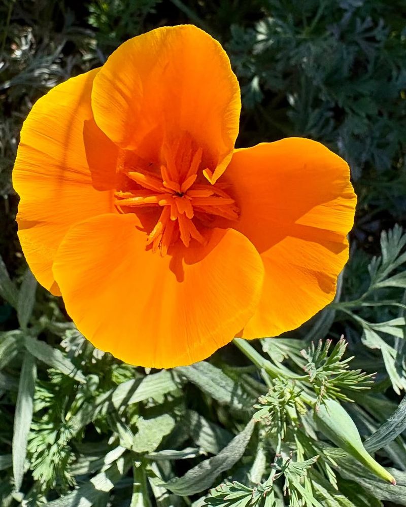 California Poppy That Thrives In Spring