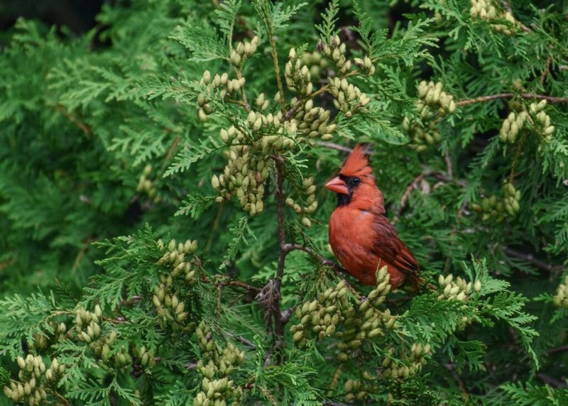 Thick Shrubs Help Young Cardinals Stay Hidden
