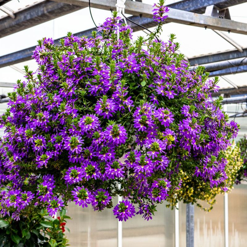 Scaevola Stays Strong When Summer Drags On