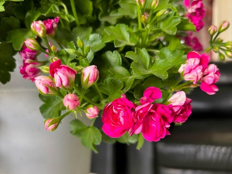 Ivy Geranium That Trails With Style