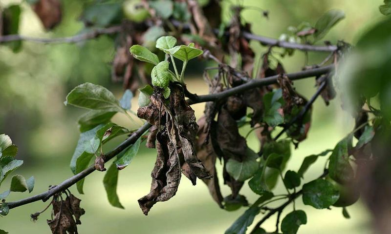 Fire Blight Causes Wilting Shoots On Apples And Pears