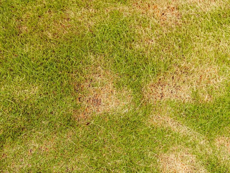 Zoysia Grass Turns High Maintenance In Florida Heat