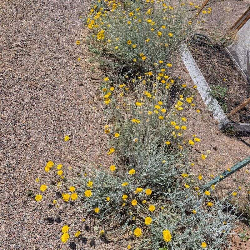 Desert Marigold Blooms Reliably In Hot Conditions