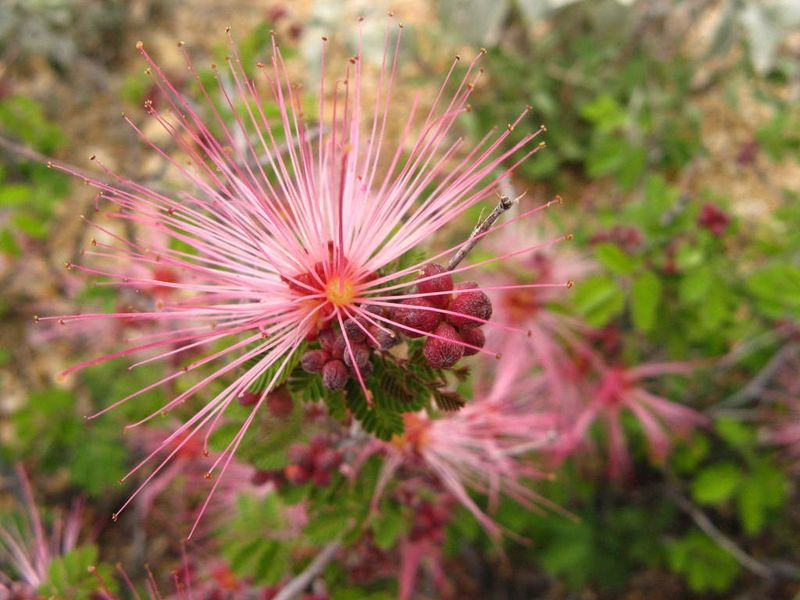 Pink Fairy Duster Keeps The Garden Busy