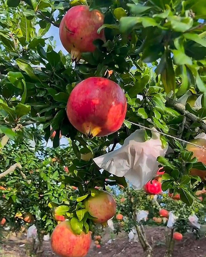 Full Sun Exposure Improves Flowering And Fruit Quality