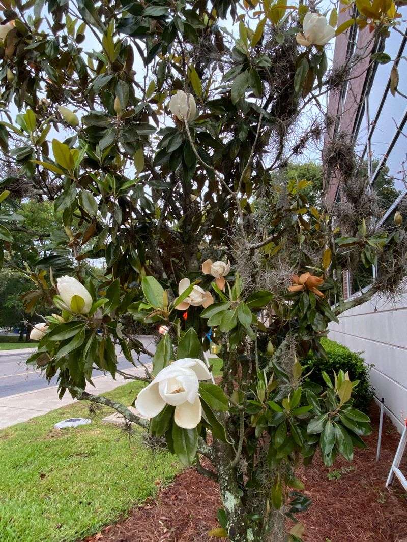 Southern Magnolia Adds Evergreen Structure And Fragrance