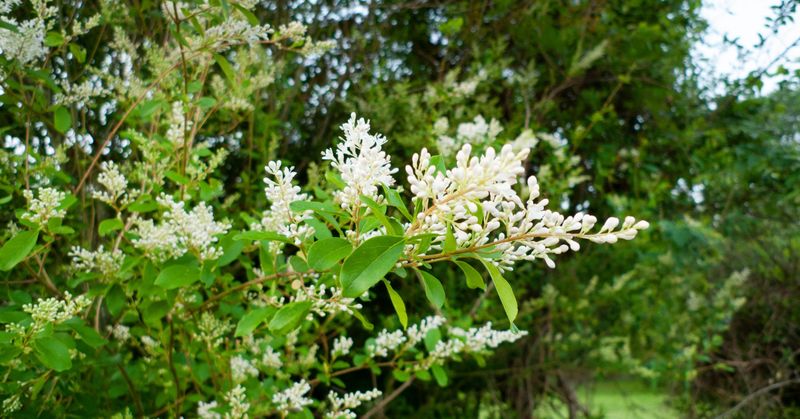 Chinese Privet 