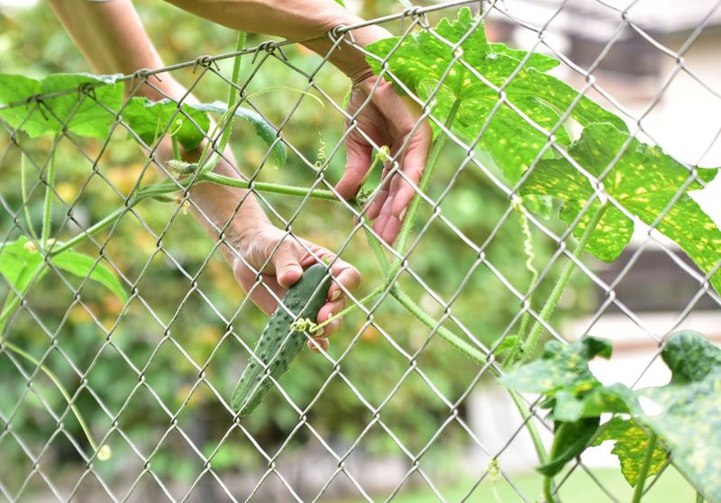 Wire Grid Trellis Provides Strong Support For Heavy Vines
