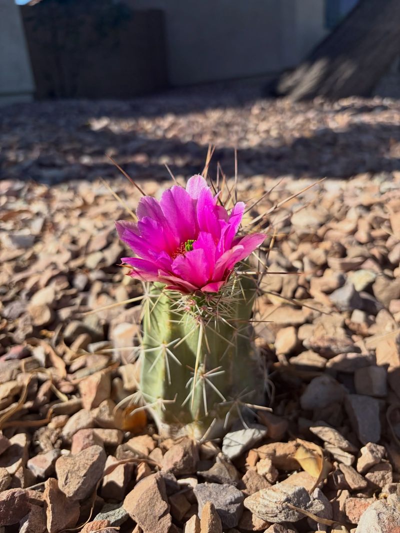 Hedgehog Cactus Brings Rounded Texture To Gravel
