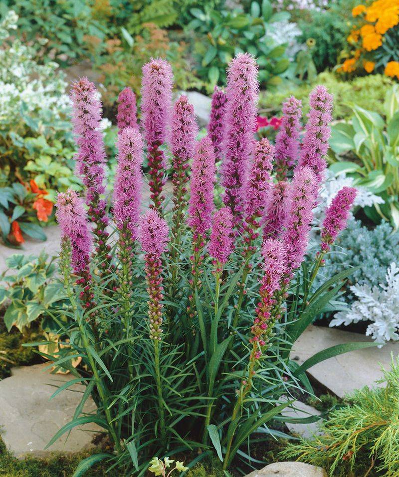 Blazing Star Sends Up Stiff Vertical Flower Spikes