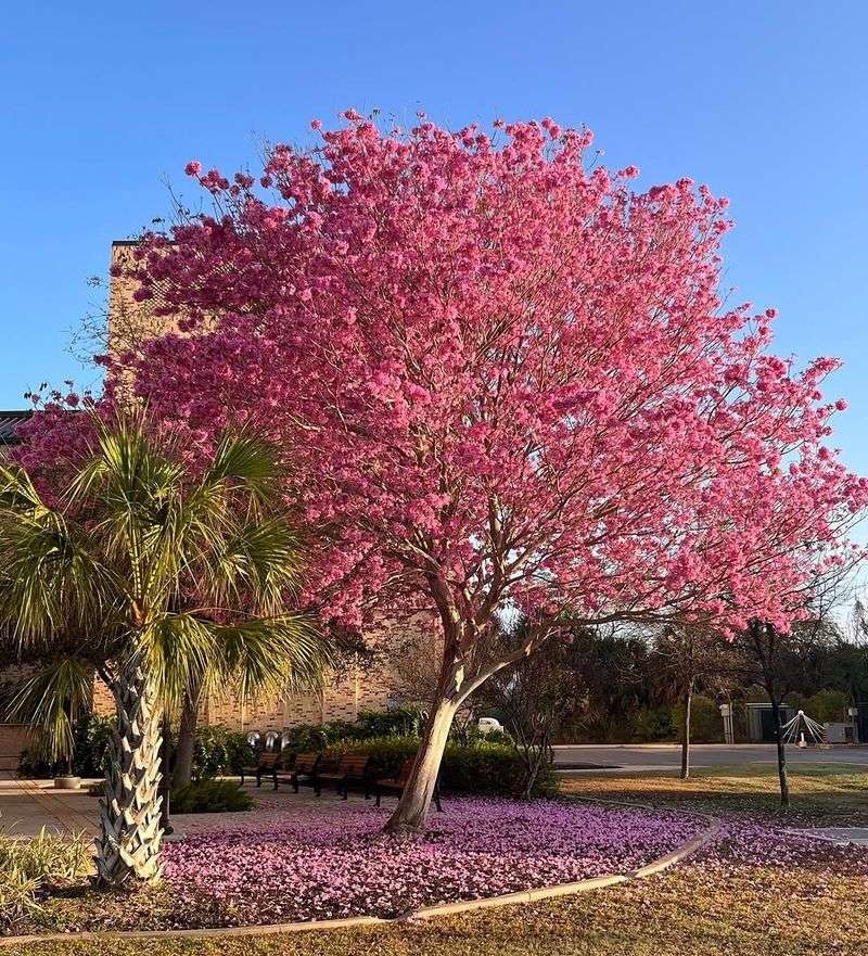 Showy Spring Flowers Make Pink Trumpet Trees Stand Out Fast