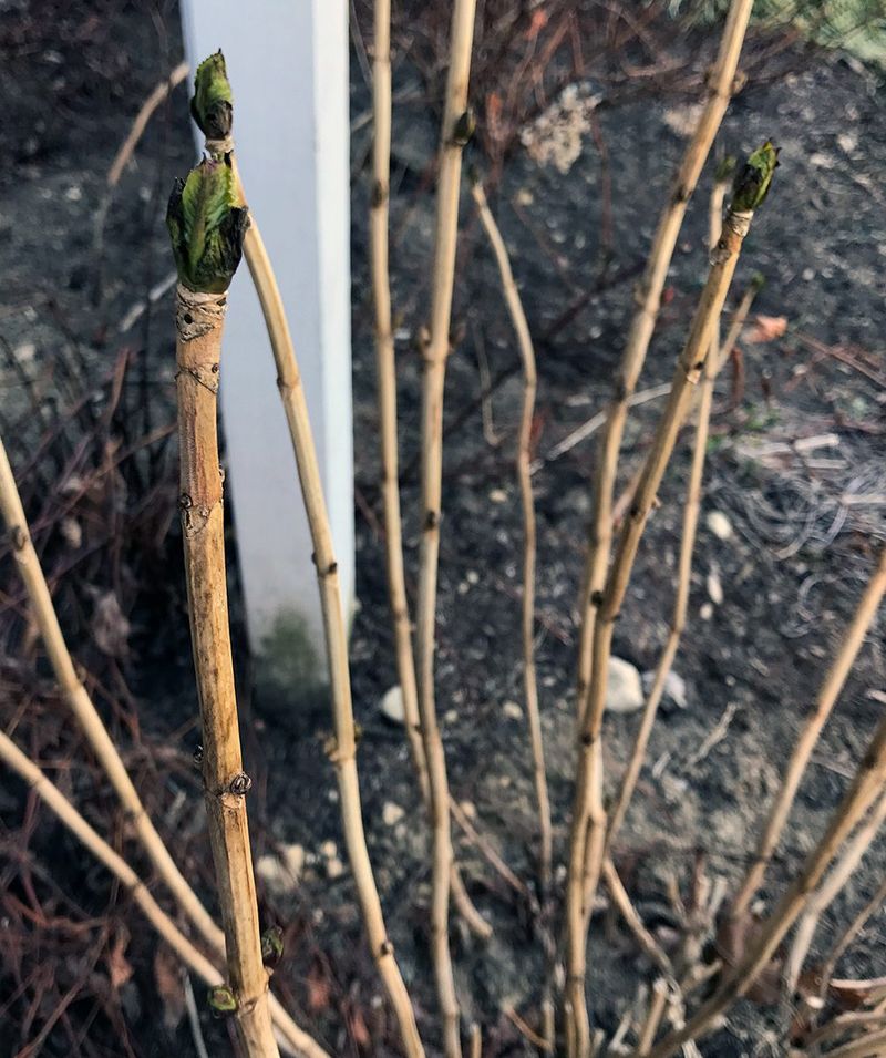 Bud Swelling Is One Of The First Signs Of Growth
