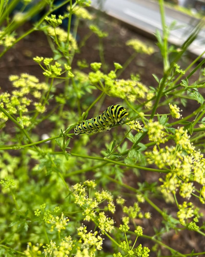 Butterfly Biscuitroot