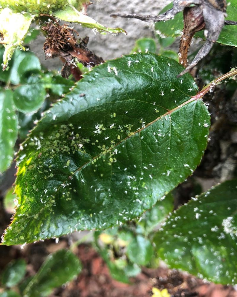 Sticky Residue On Leaves Or Surfaces Below The Tree