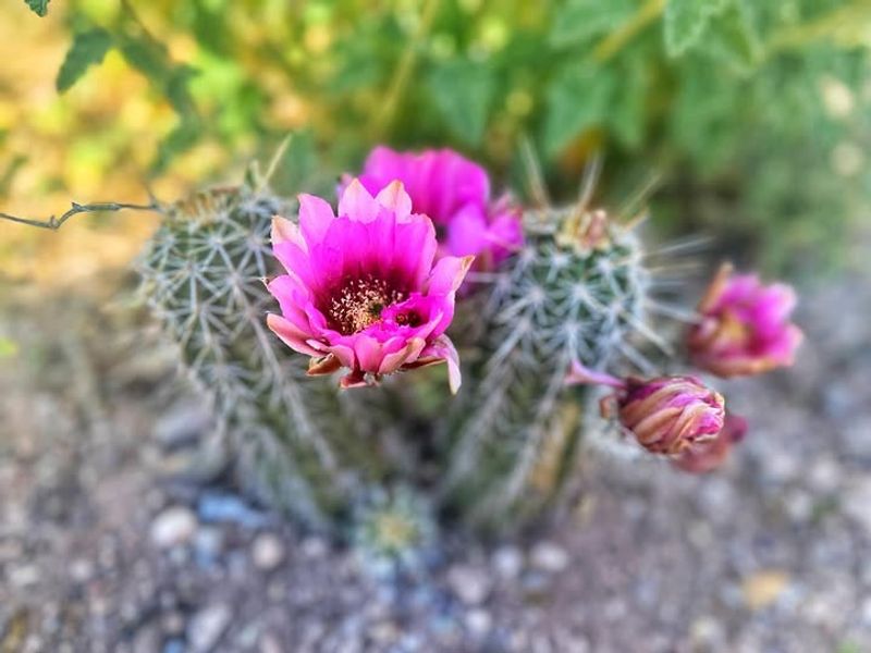 Hedgehog Cactus Delivers Color With Attitude