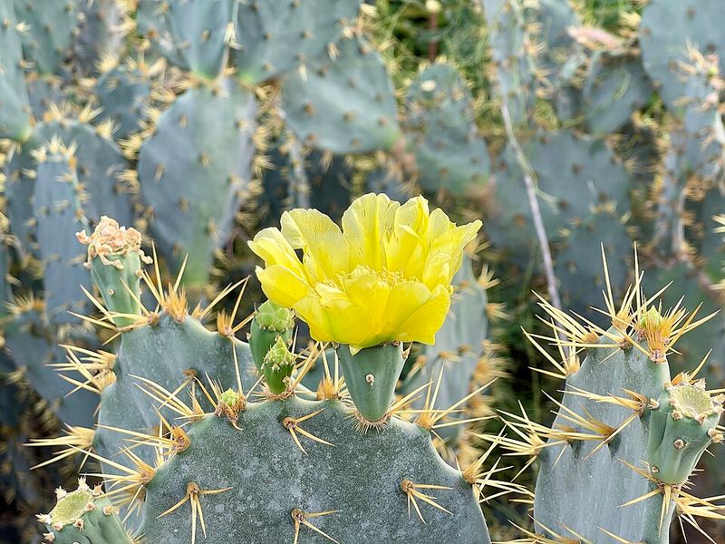 Prickly Pear Produces Colorful Pads For Pollinators