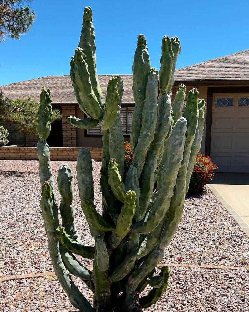 Totem Pole Cactus Grows Upright With Minimal Water