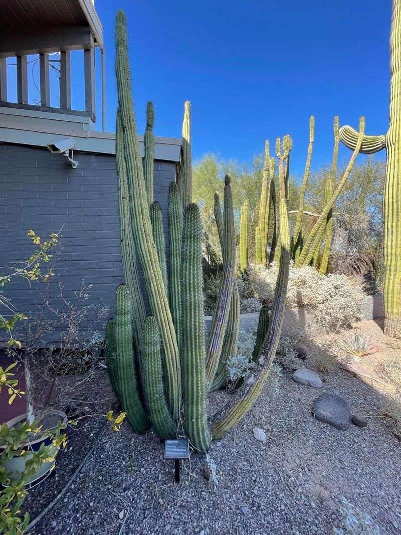 Organ Pipe Cactus