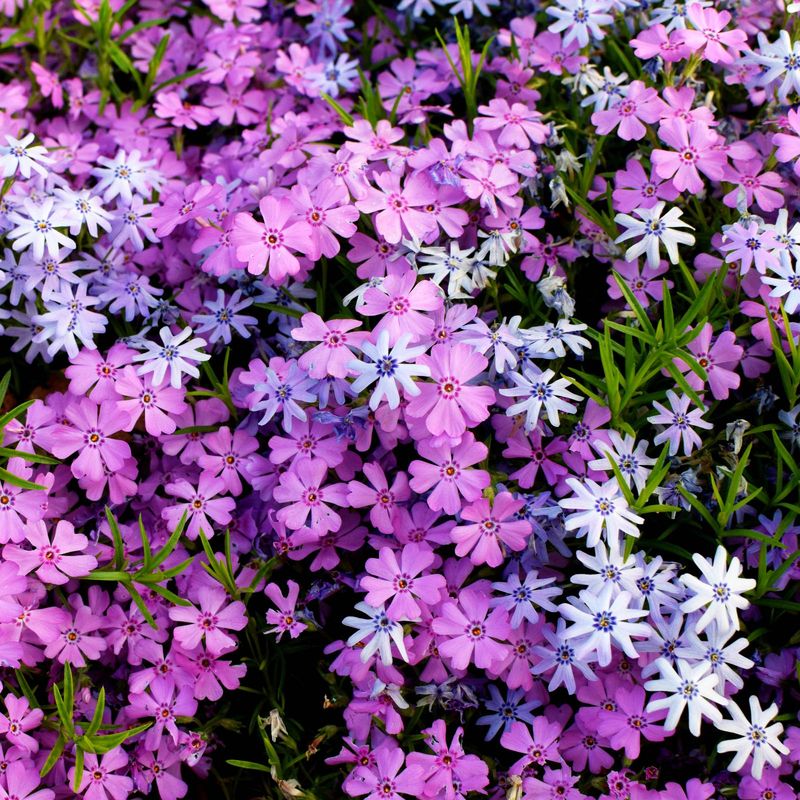 Creeping Phlox 