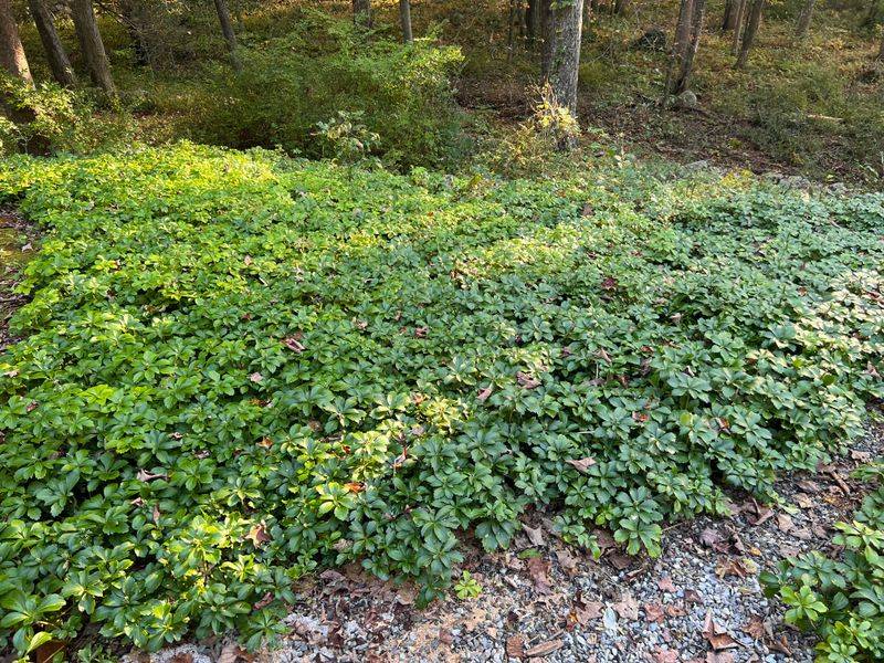 Allegheny Pachysandra Glossy Green Coverage Year-Round
