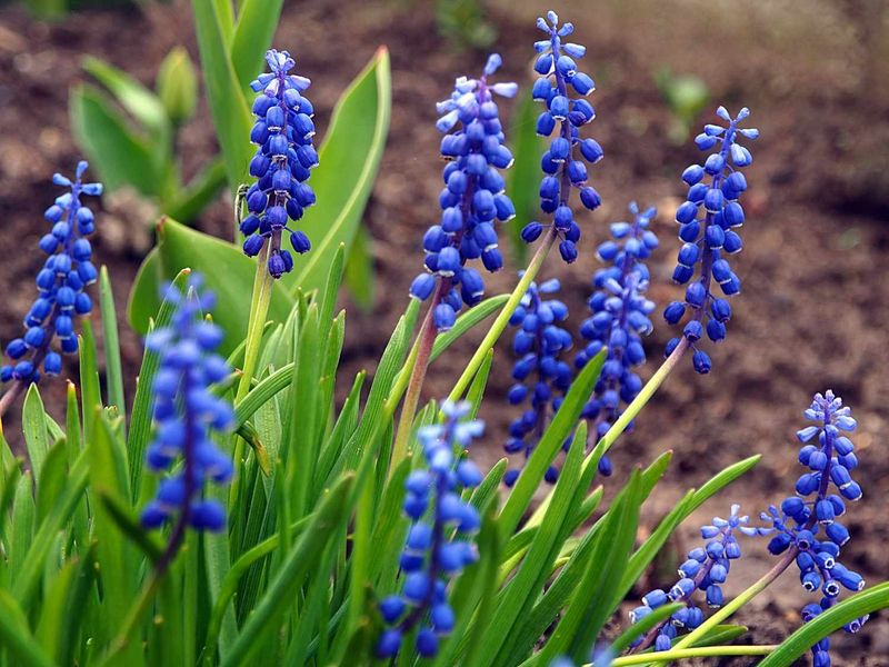 Compact Grape Hyacinth Adding Tiny, Storybook Blooms