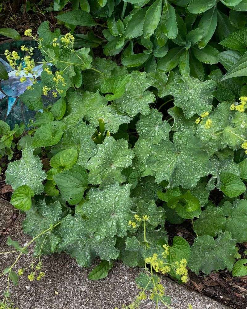 Lady's Mantle