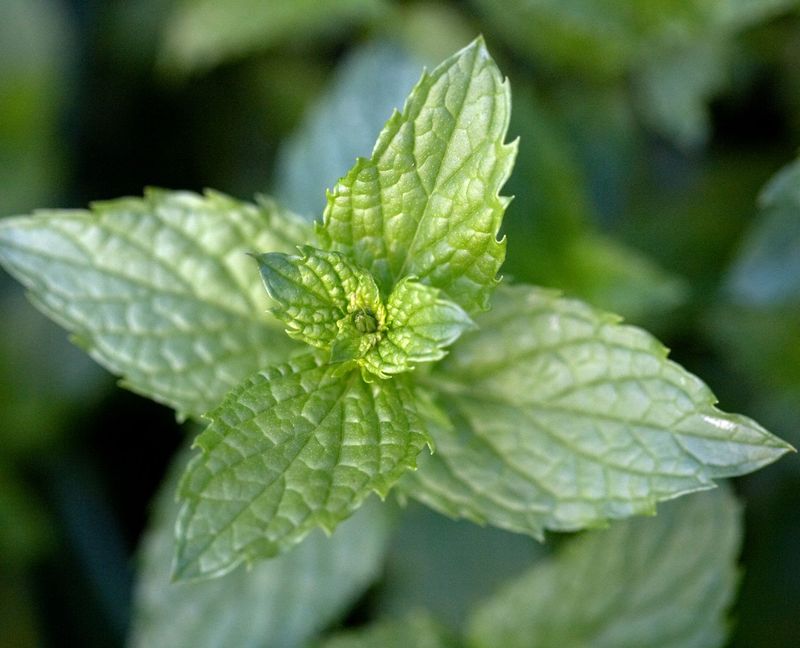 Mint 