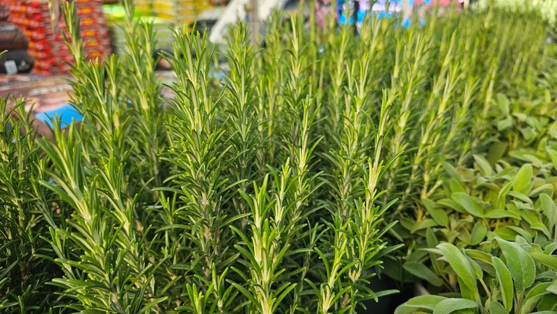 Rosemary And Thyme Thrive Side By Side In Dry Soil