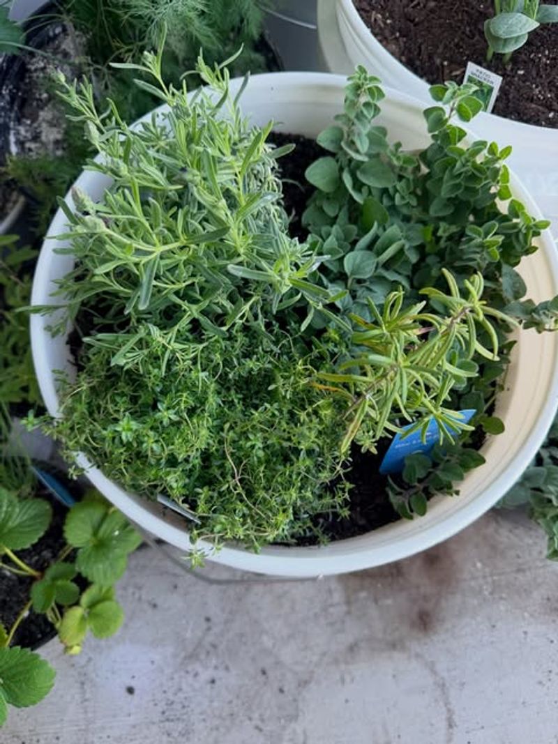 Rosemary And Thyme