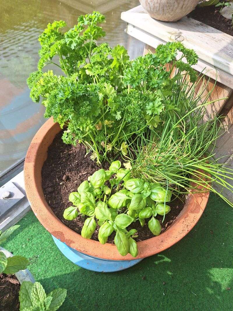 Parsley And Chives Add Soft Texture And Easy Kitchen Use