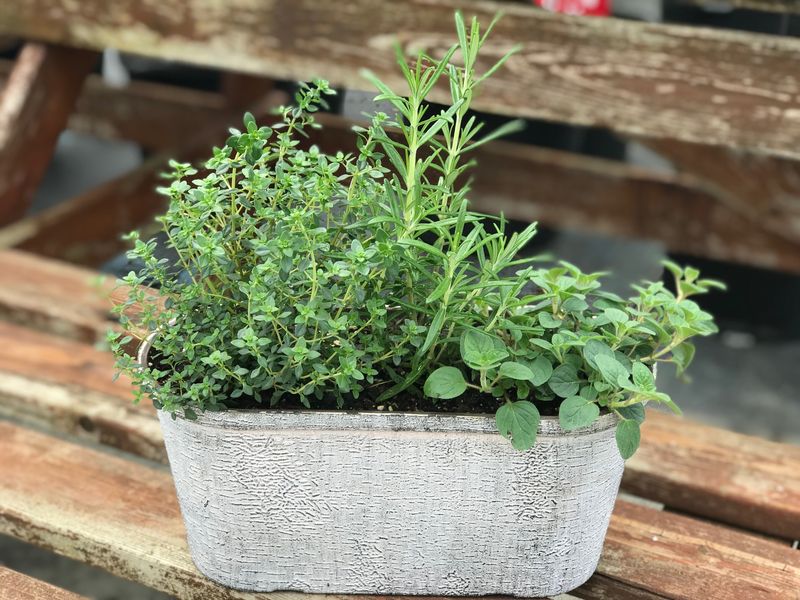 Thyme And Rosemary