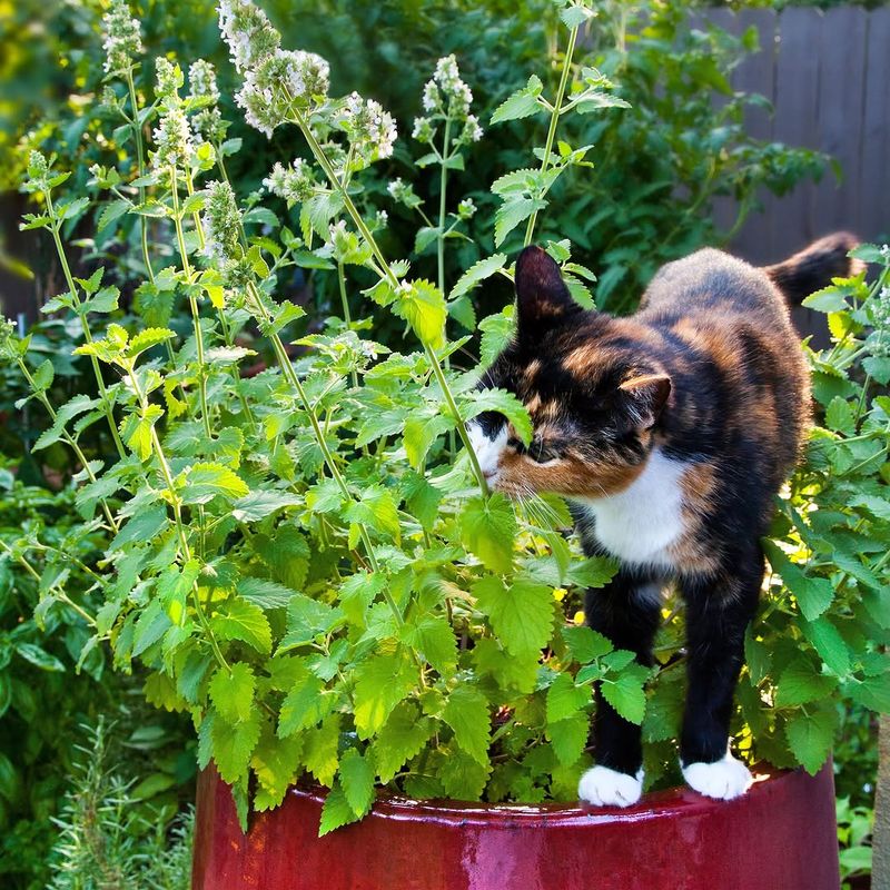 Catnip Offers Soft Texture And Minty Aroma