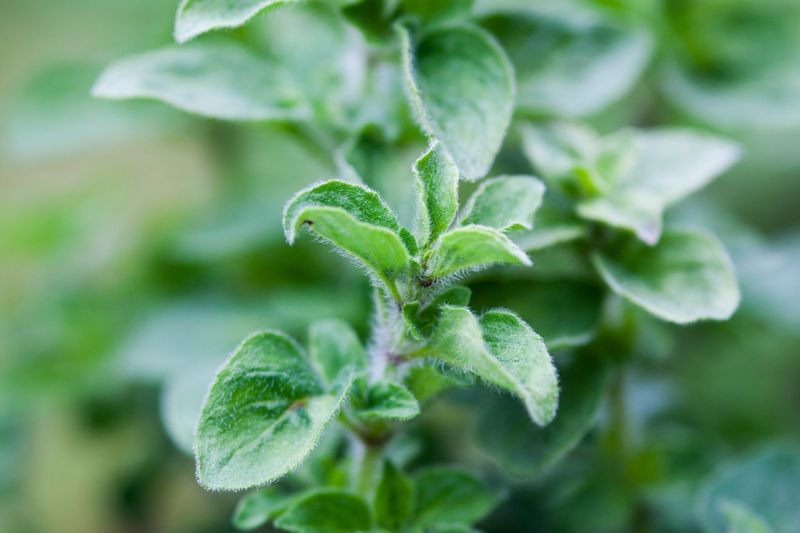 Oregano Compact Growth With Big Flavor