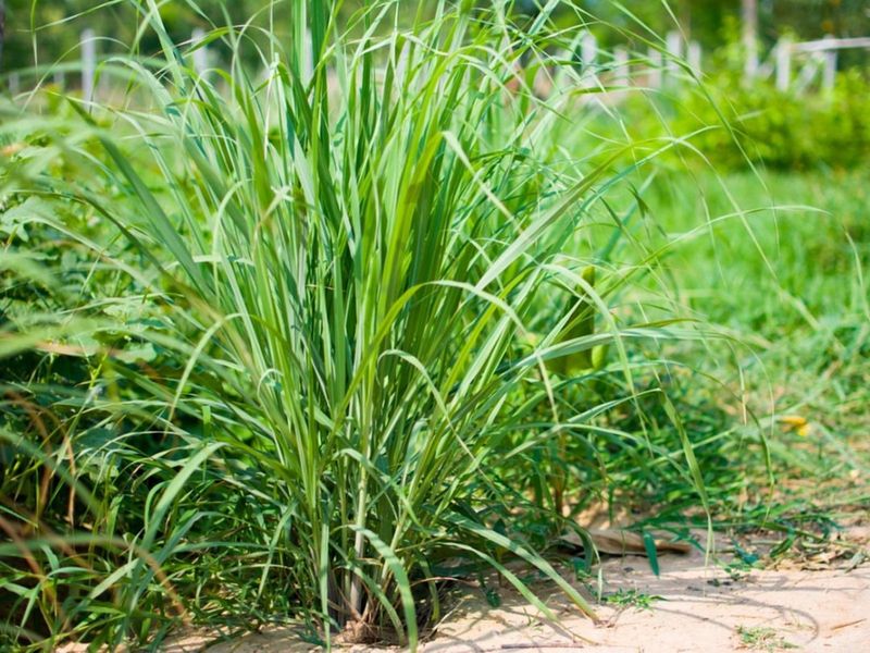 Lemongrass Lush Growth In Warm Conditions