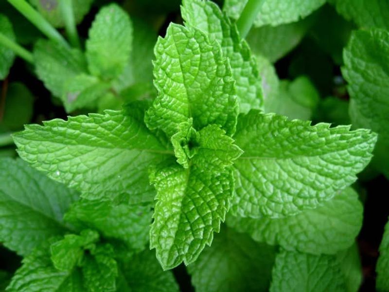 Mint That Spreads Quickly From Simple Cuttings