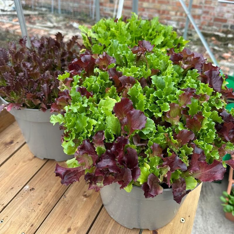 Lettuce For Quick Cool-Season Harvests