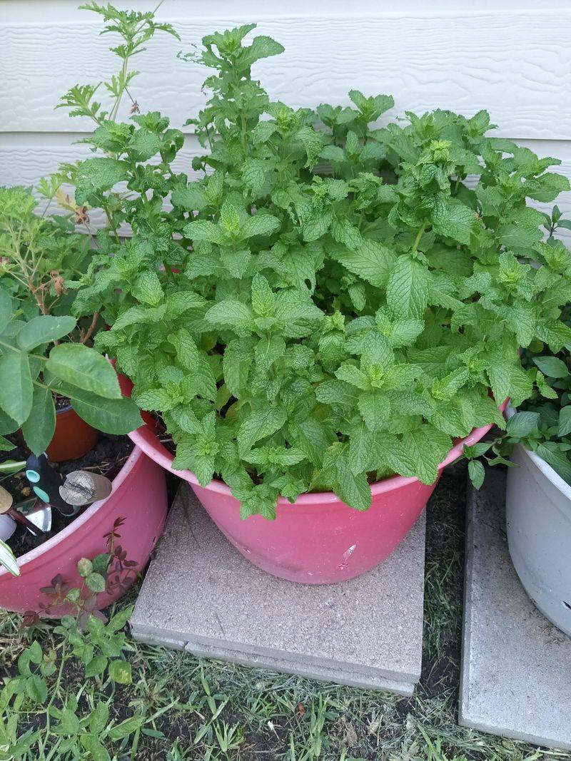 Mint Spreads Quickly And Fills Containers Easily