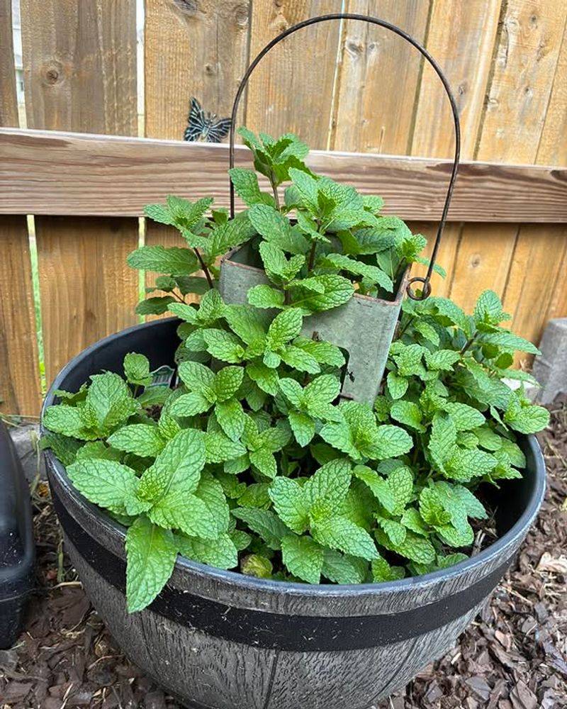 Mint Stays Fresh When Cut Back Often