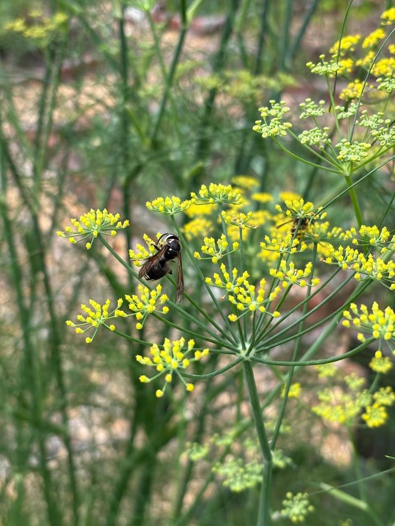 Dill Attracts Beneficial Insects That Protect Crops