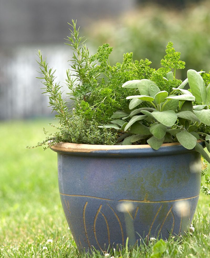 Rosemary (Salvia Rosmarinus) And Thyme (Thymus Vulgaris)
