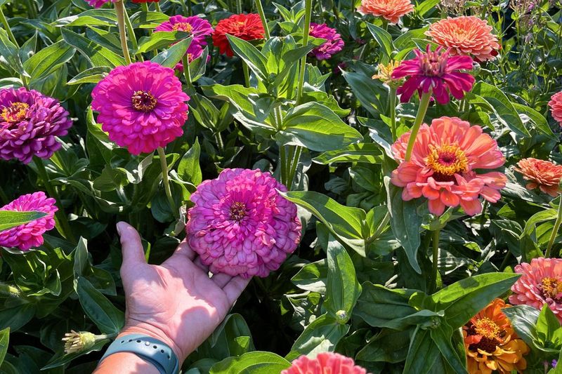 Zinnias (Zinnia elegans)
