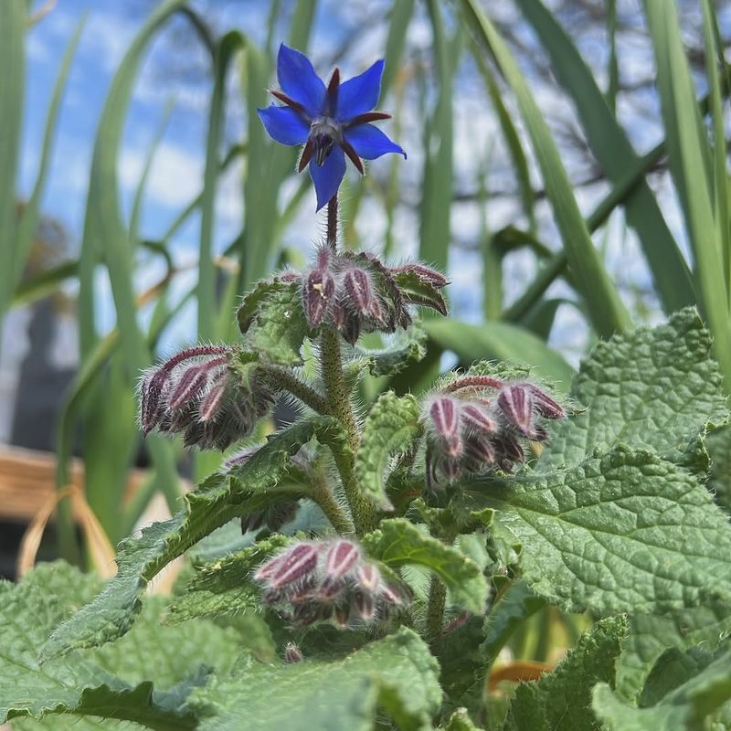 Borage (Borago officinalis)