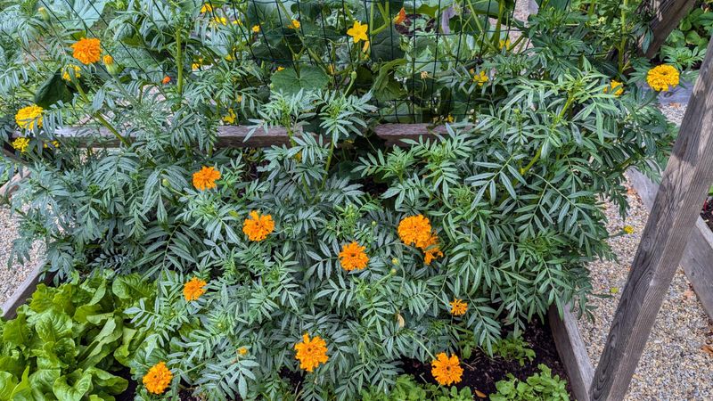 Marigolds (Tagetes patula)