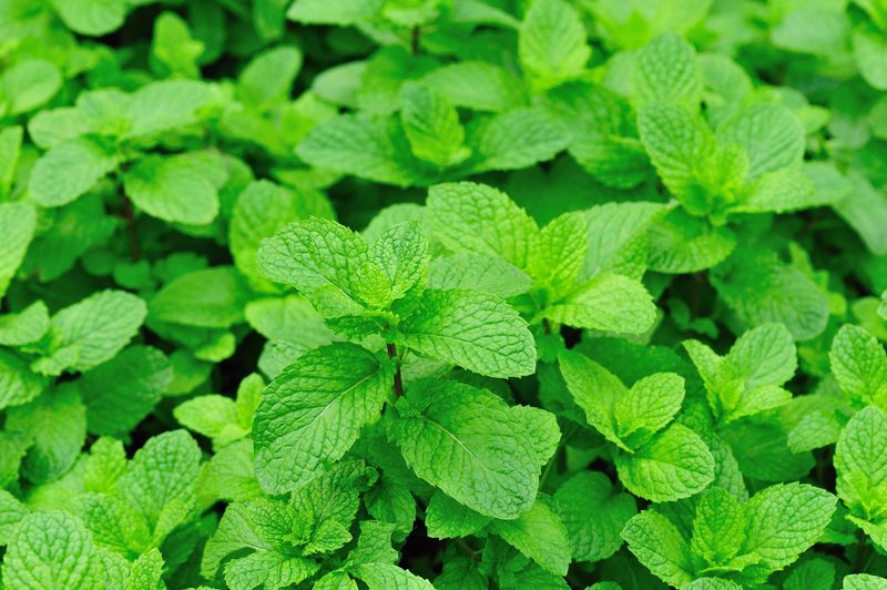 Mint (Mentha spp.)