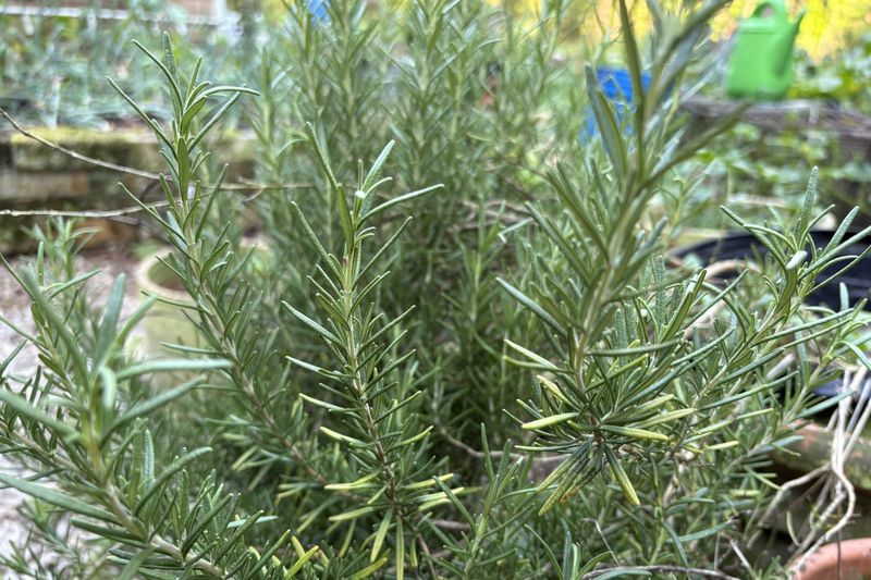 Rosemary Provides Fragrant Flavor And Drought-Tolerant Growth