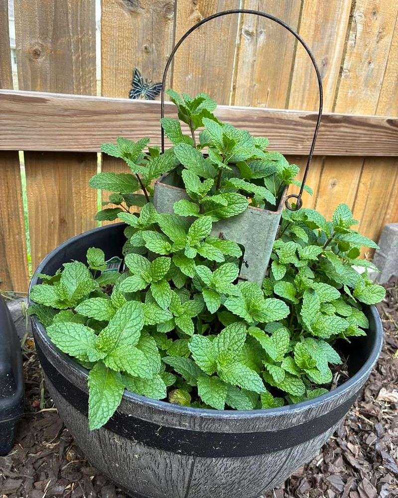 Mint Stays Full And Spreads Better With Regular Cutting