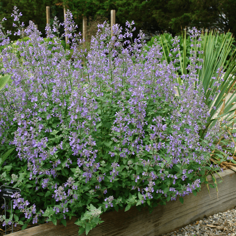 Catmint Brings Fragrance And Pollinators To Sunny Patios